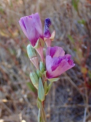 Clarkia imbricata