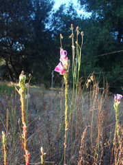 Clarkia imbricata