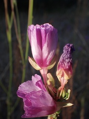 Clarkia imbricata
