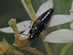 Tachinus fimetarius