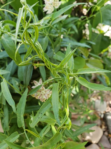 Hartweg's climbing milkweed