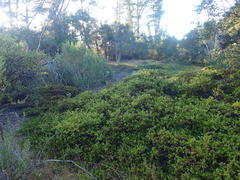 Arctostaphylos densiflora