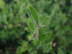 Arctostaphylos densiflora