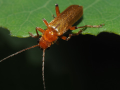Cantharis cryptica