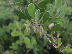 Arctostaphylos densiflora