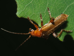 Cantharis cryptica