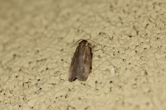 Abagrotis bimarginalis