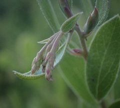 Arctostaphylos densiflora