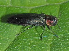 Agrilus pratensis