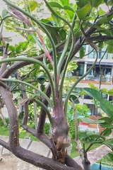 Tillandsia pseudobaileyi