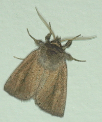 Bathytricha truncata