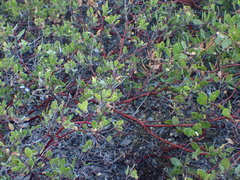 Arctostaphylos densiflora
