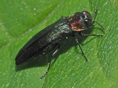 Agrilus pratensis