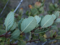 Ceanothus gloriosus exaltatus
