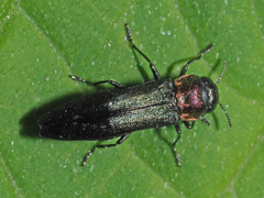 Agrilus pratensis