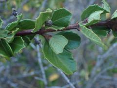Ceanothus gloriosus exaltatus
