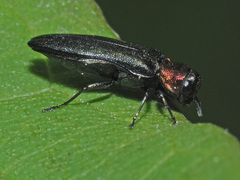 Agrilus pratensis