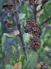 Ceanothus gloriosus exaltatus