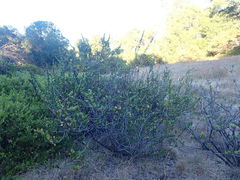 Ceanothus gloriosus exaltatus