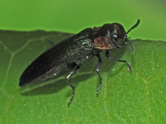 Agrilus pratensis