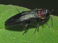Agrilus pratensis