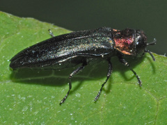 Agrilus pratensis