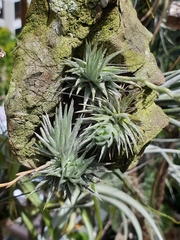 Tillandsia loliacea