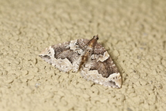 Eulithis destinata