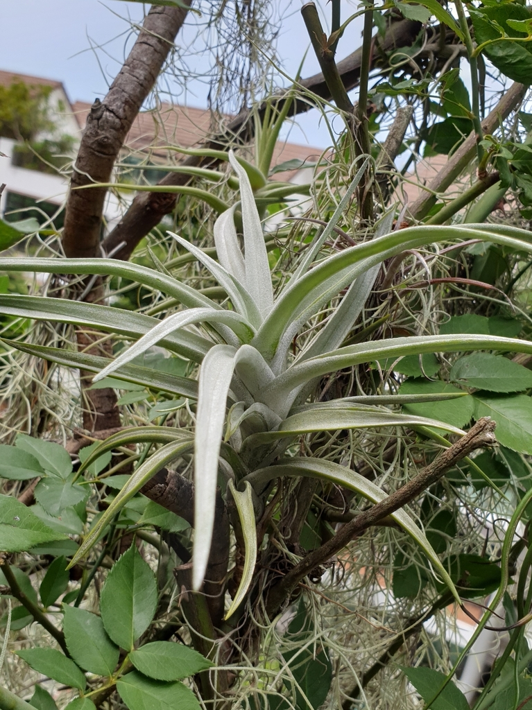 Tillandsia harrisii in bloom with red bract
