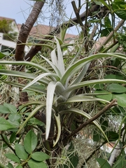 Tillandsia harrisii