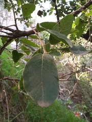 Quercus laeta