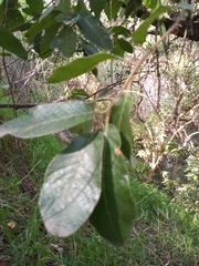 Quercus laeta