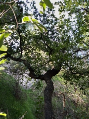 Quercus laeta
