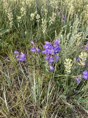 Penstemon gormanii