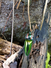 Campsosternus watanabei