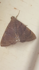 Eulepidotis caeruleilinea