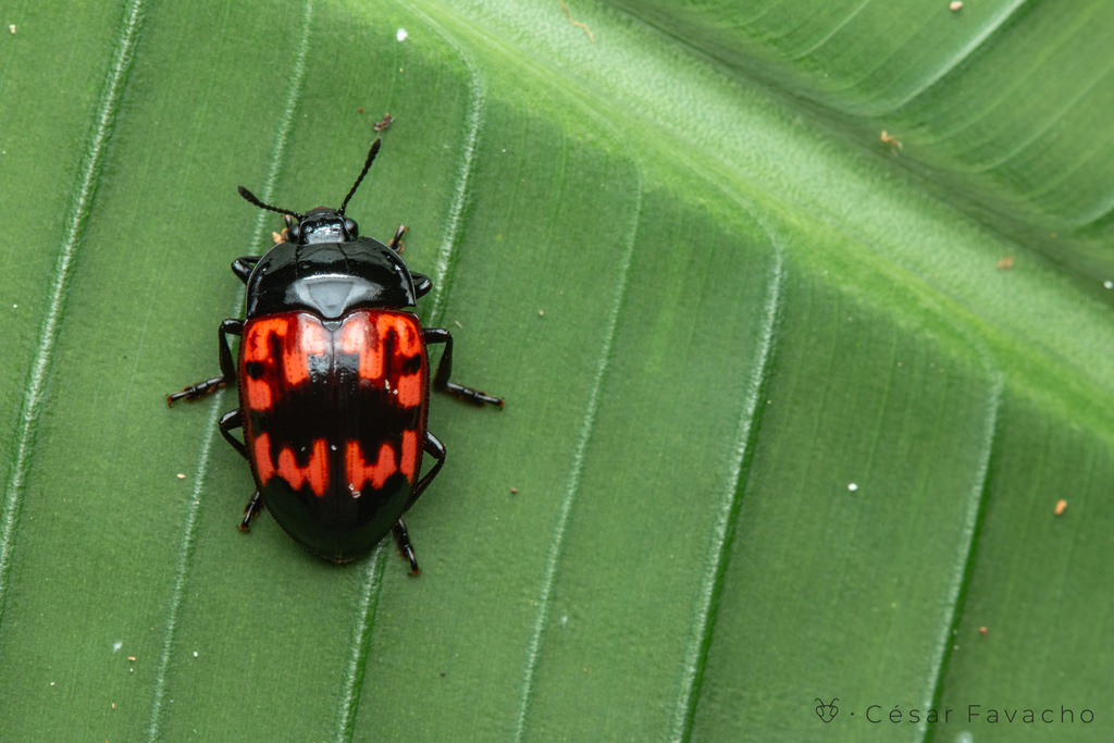 Iphiclus ramosus