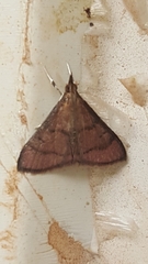 Eulepidotis caeruleilinea