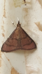 Eulepidotis caeruleilinea