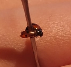 Coccinella undecimpunctata