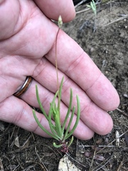 Phemeranthus rugospermus