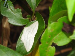 Acropteris ciniferaria