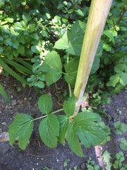 Angelica archangelica