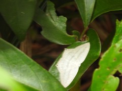 Acropteris ciniferaria