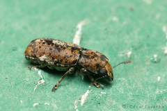 Eugonus