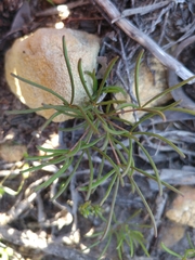 Oxalis polyphylla pentaphylla