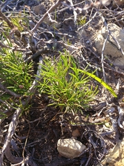Oxalis polyphylla pentaphylla