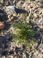Oxalis polyphylla pentaphylla