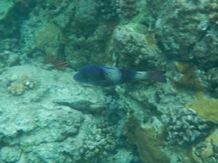 Parupeneus insularis