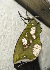 Eudocima hypermnestra